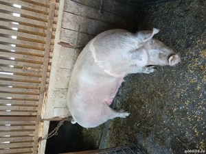 Vand scorafa pentru sacrificat - imagine 3