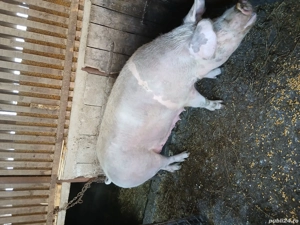 Vand scorafa pentru sacrificat - imagine 4