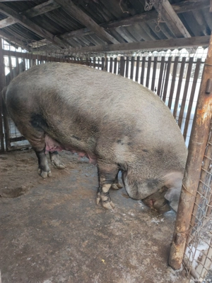 Vând porc pt. Sacrificat aproximativ 350 kg - imagine 2
