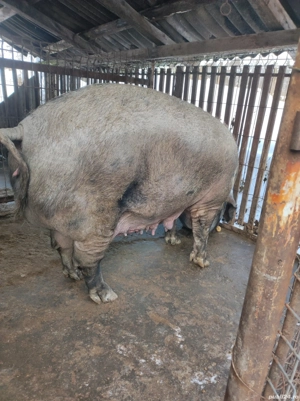 Vând porc pt. Sacrificat aproximativ 350 kg - imagine 4