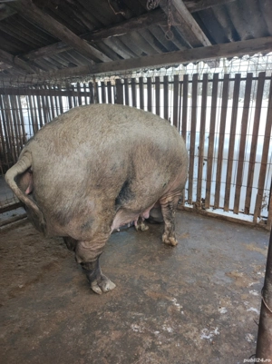 Vând porc pt. Sacrificat aproximativ 350 kg - imagine 3