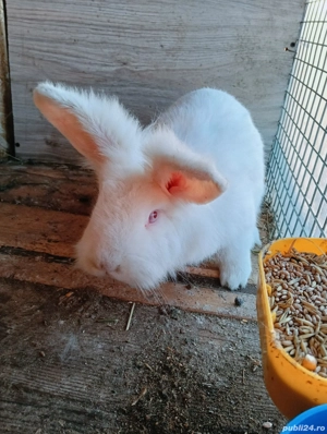 iepuri talie mica  - imagine 3