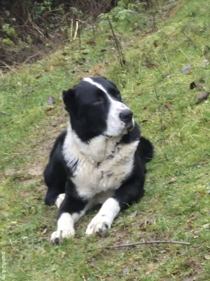 Ciobănesc Asia Centrală  - imagine 2