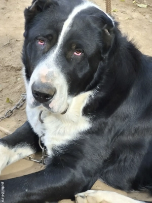 Ciobănesc Asia Centrală  - imagine 4