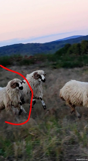 berbecii brezi  - imagine 3