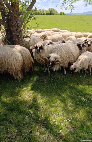 berbecii brezi  - imagine 2