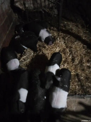 purcei bazna  - imagine 2