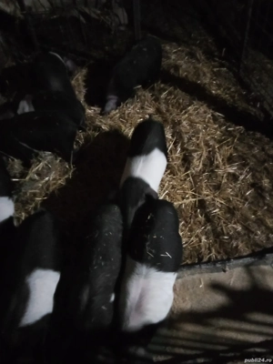 purcei bazna  - imagine 3