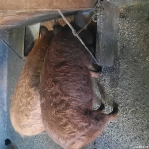 Pucei mangaliță cu durok