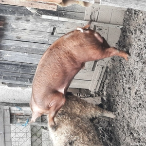 Pucei mangaliță cu durok - imagine 3