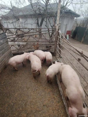 Purcei landrace cu pietrain - imagine 2