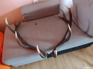 Vand Pereche COARNE  cu 6 Raze