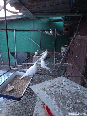 vând schimb 4 perechi de răzătoare toate sunt de 2025 - imagine 4