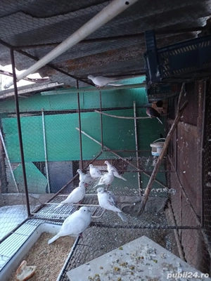 vând schimb 4 perechi de răzătoare toate sunt de 2025 - imagine 2