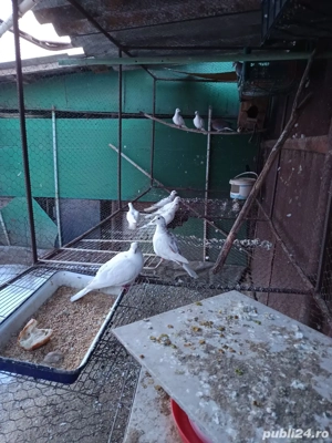 vând schimb 4 perechi de răzătoare toate sunt de 2025 - imagine 5