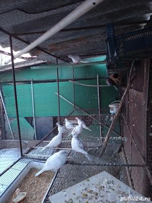 vând schimb 4 perechi de răzătoare toate sunt de 2025 - imagine 3