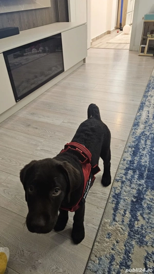  Pui Labrador Retriever   mascul, 3 luni, ciocolatiu