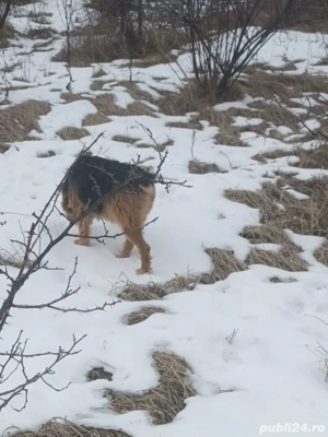 Pereche de jagdterieri   - imagine 2