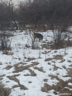 Pereche de jagdterieri   - imagine 5