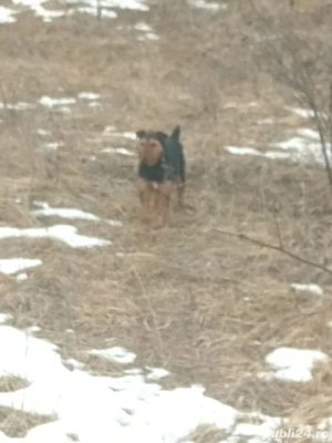 Pereche de jagdterieri   - imagine 4