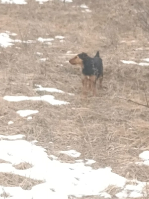 Pereche de jagdterieri   - imagine 3