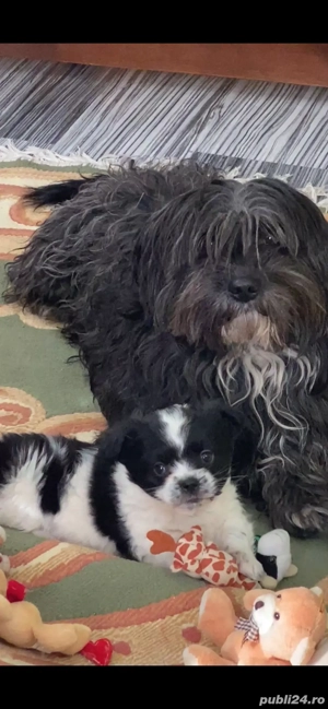 Pui bichon havanez - imagine 2