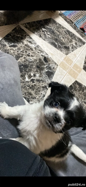 Pui bichon havanez - imagine 4