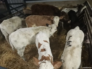 Vând vitei foarte frumosi