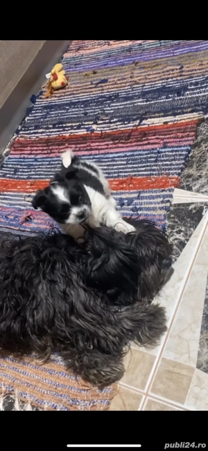 Pui bichon havanez - imagine 3