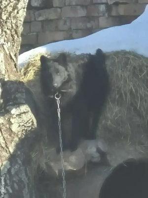 Câine de întors oile 