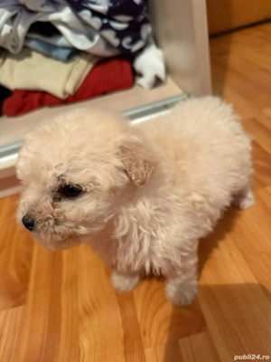 Animale de companie - imagine 2