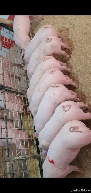 Șoldani rasa Marele Alb cu pic 