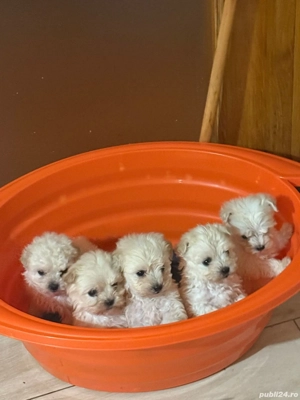 Animale de companie - imagine 3