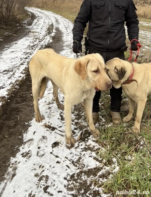 Vând cățea Kangal   sănătoasă și jucăușă - imagine 2