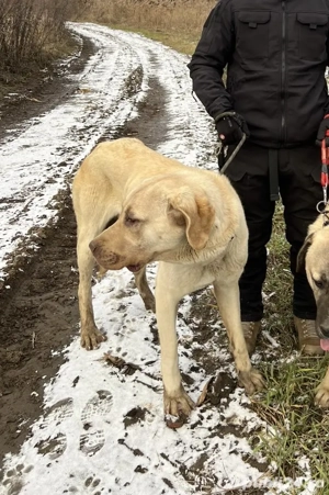 Vând cățea Kangal   sănătoasă și jucăușă
