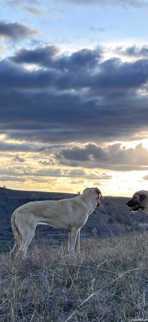 Vând cățea Kangal   sănătoasă și jucăușă - imagine 5