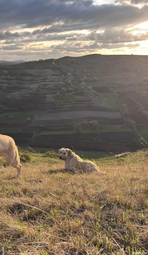 Vând cățea Kangal   sănătoasă și jucăușă - imagine 4