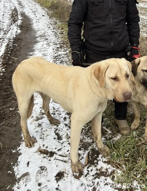 Vând cățea Kangal   sănătoasă și jucăușă - imagine 3