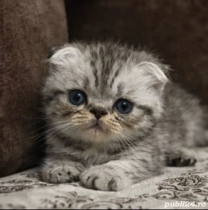  puiuți british short hair  - imagine 4