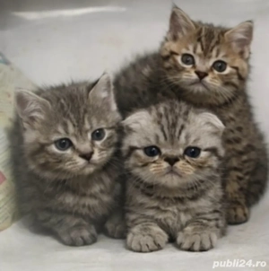  puiuți british short hair  - imagine 2