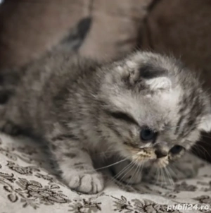  puiuți british short hair  - imagine 3