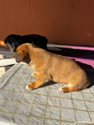 Teckel Mascul Maro - imagine 5