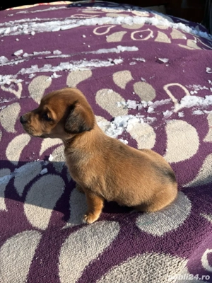 Teckel Mascul Maro - imagine 4