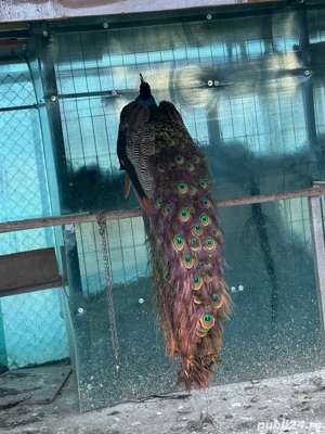 pauni de vanzare - imagine 4