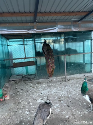 pauni de vanzare - imagine 3