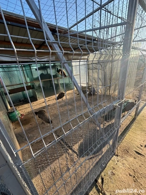 pauni de vanzare - imagine 2