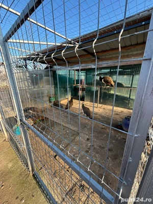 pauni de vanzare - imagine 5