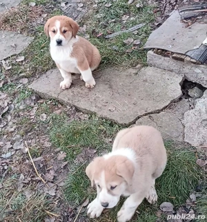 Ciobanesc asia centrala  - imagine 4