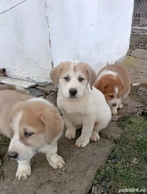 Ciobanesc asia centrala  - imagine 5