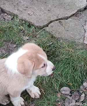 Ciobanesc asia centrala  - imagine 3